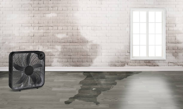 Best Local water damage restoration  in Pelican Bay, TX
